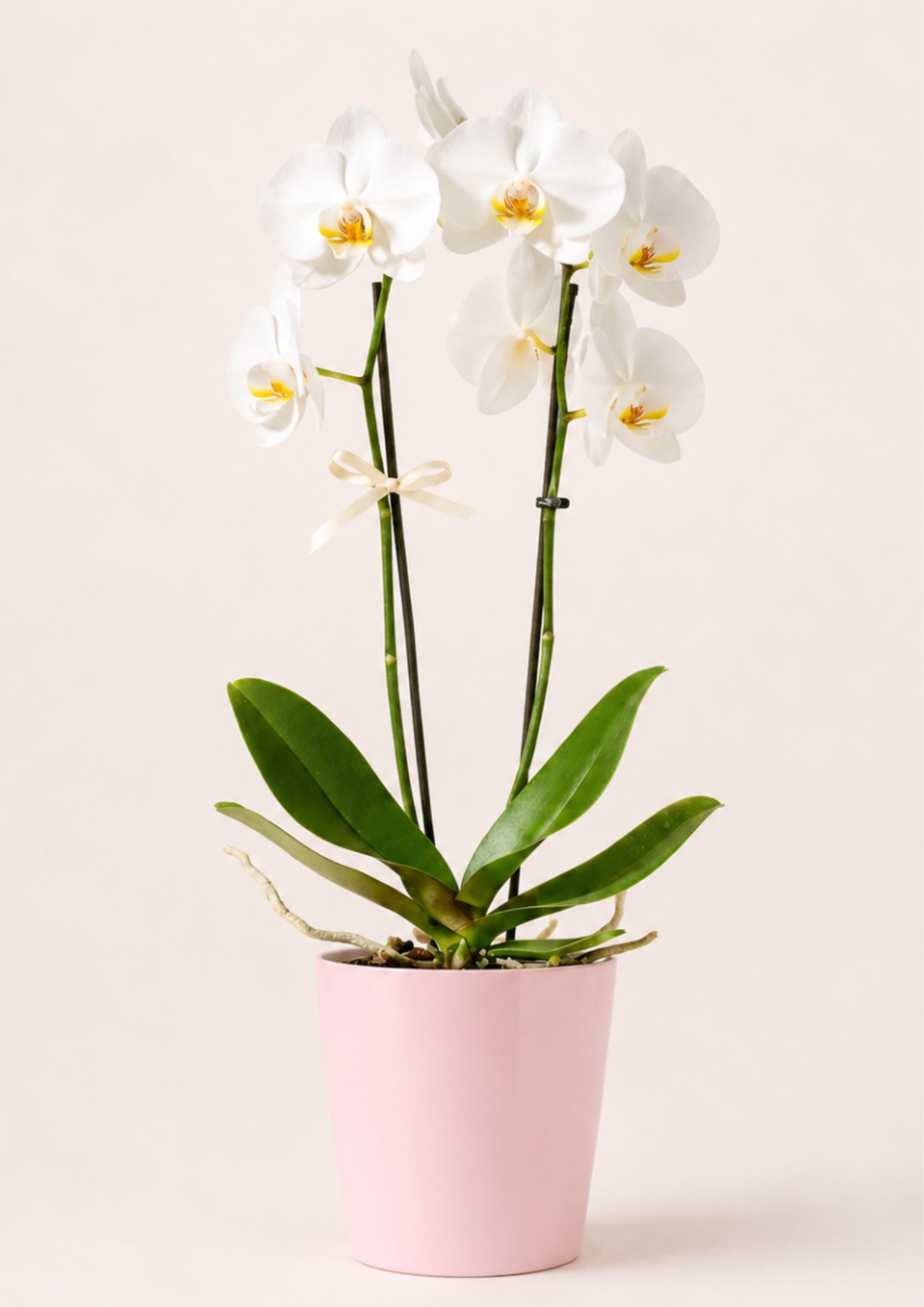 Orquídeas.